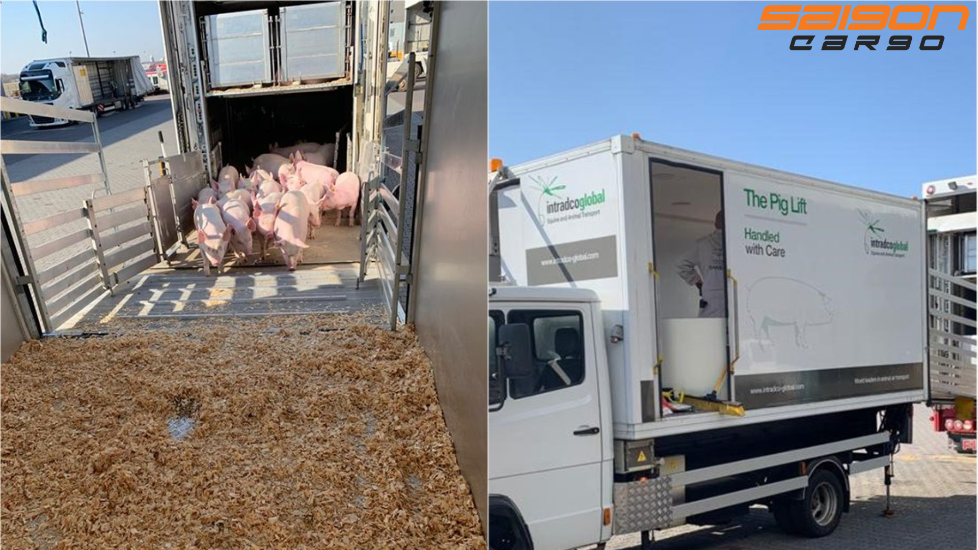 Intradco Global vận chuyển 1.200 lợn giống bằng đường hàng không từ Đan Mạch đến Philippines